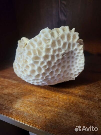 Ракушка огромная морская