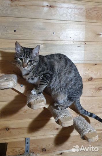 Кошка подросток