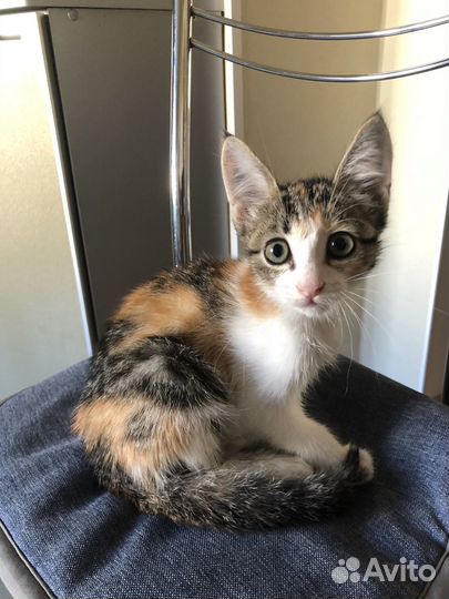 Котёнок даром