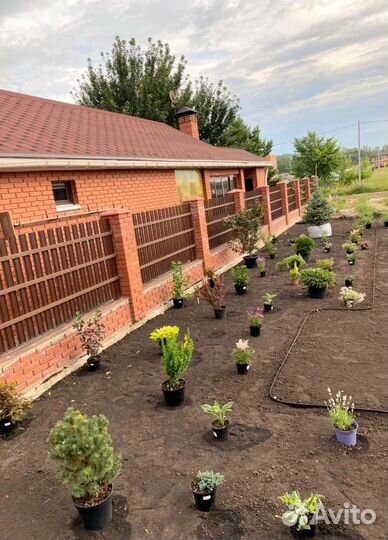 Посадка деревьев и кустарников