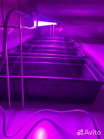 Лампа для растений светодиодная