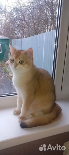 Британская золотая шиншилла