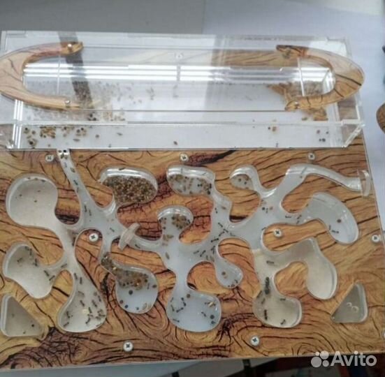 Муравейник/формикарий