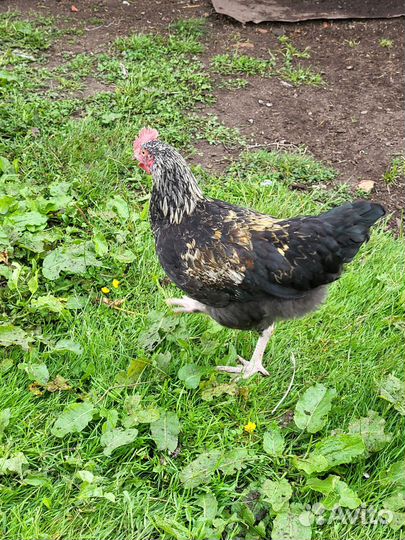 Молодые петушки