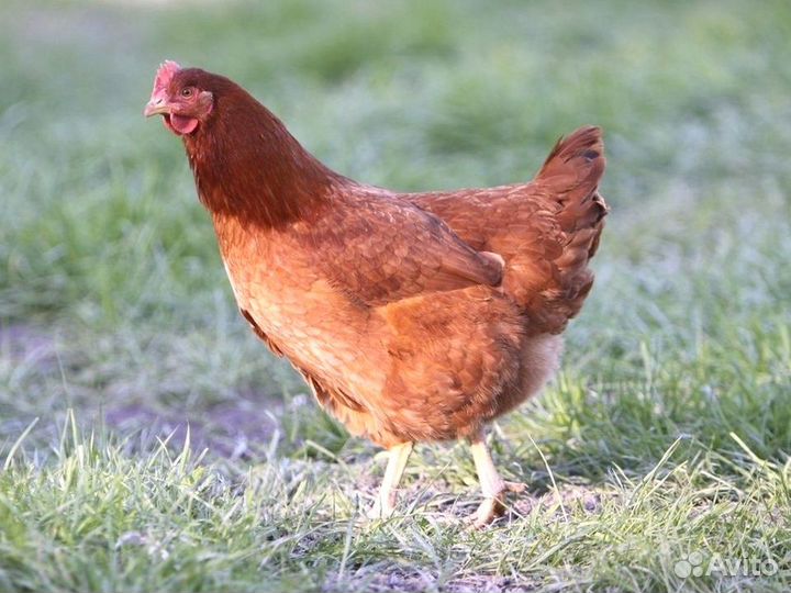 Куры несушки белой яйценоской породы