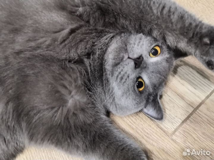 Отдам британца