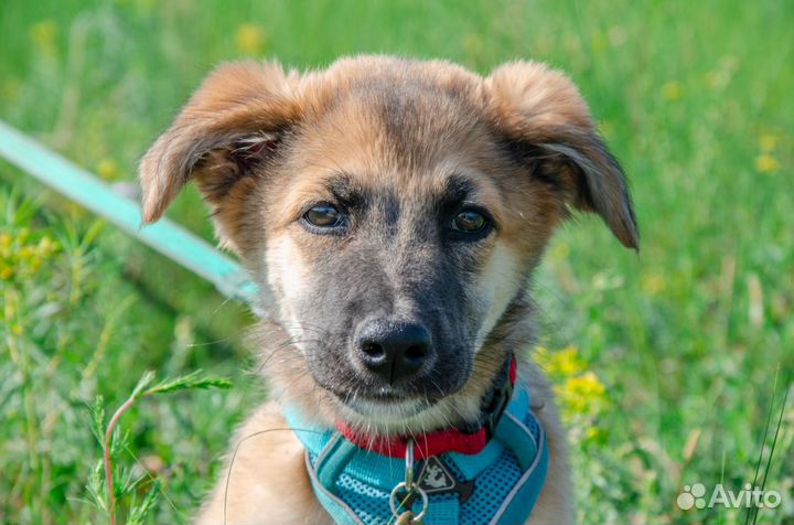 Собака Искра