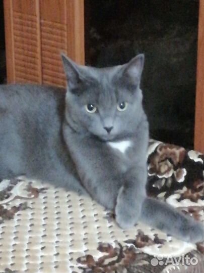 Кошки бесплатно