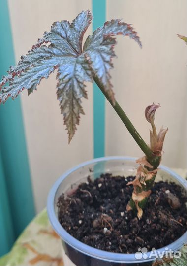 Бегония декоративно лиственная