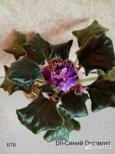 Набор фиалок новинки 2019-2020гг