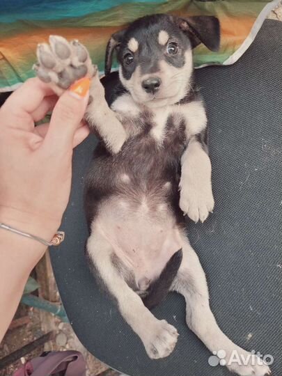 Чудные щеночки