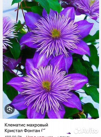 Клематис Кристал фонтан