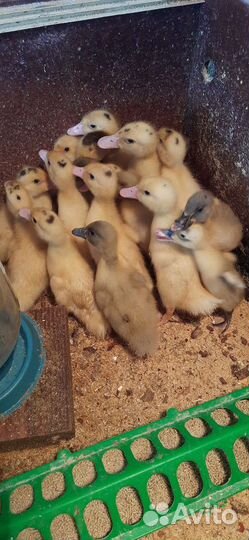 Бройлеры Коб 500