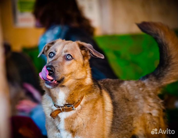 Отдаю ясноглазую собаку Линду в добрые руки