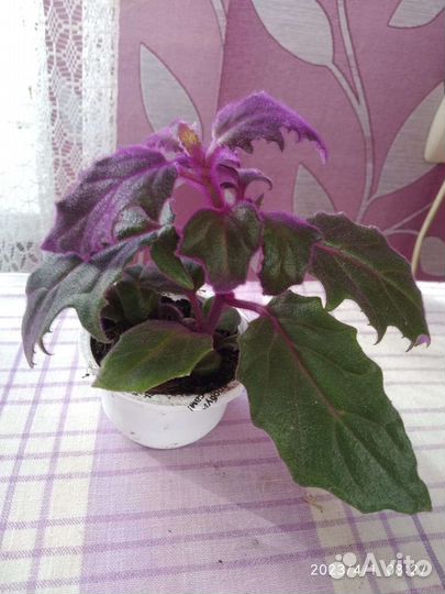 Декоративная Гинура, Колеус, Каланхоэ