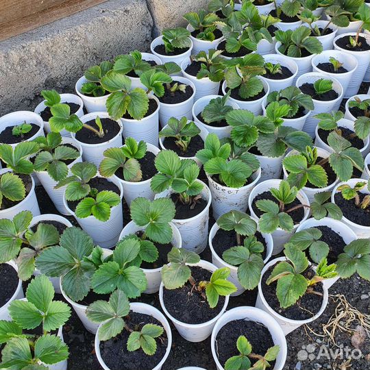 Рассада клубники