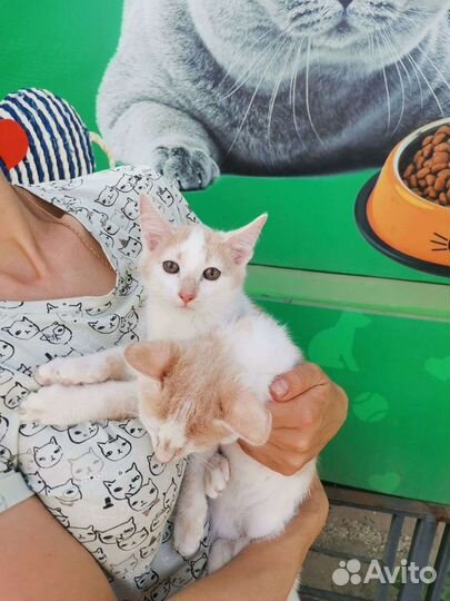 Котята в любимцы