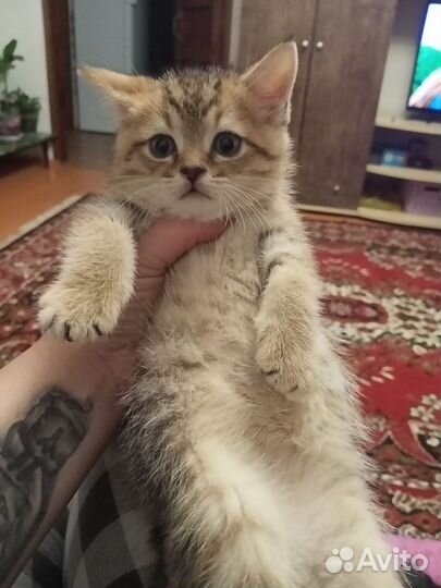 Кошка в дар