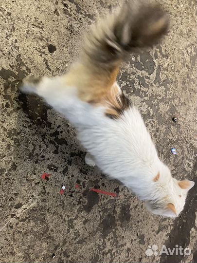 Отдам бесплатно кошку