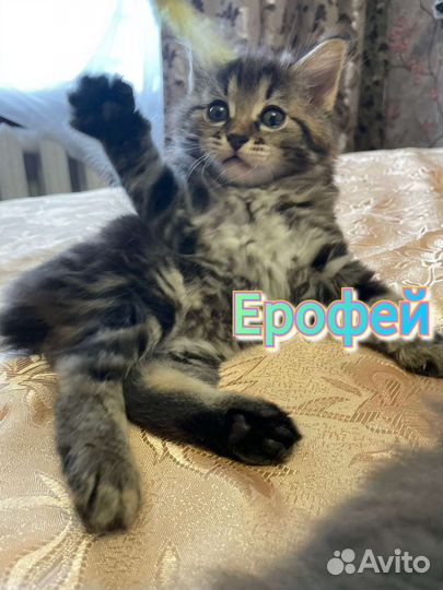 Жеребчики Курильского бобтейла