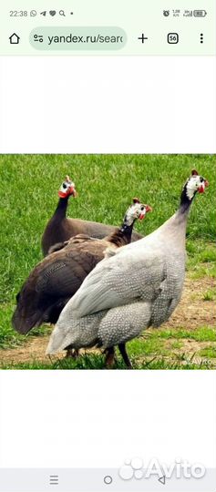 Куры цесарки