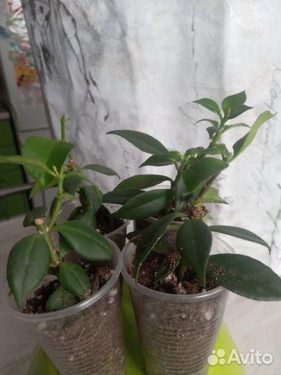 Эсхинантус оранжевый