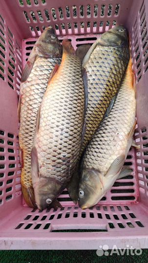 Живая рыба, карп, толстолобик