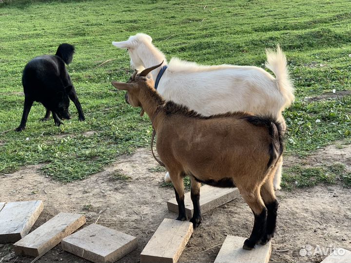 Камерунская чистопородная в разведение