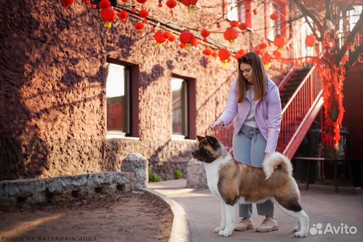 Занятие по хендлингу