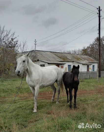 Лошадь кобыла