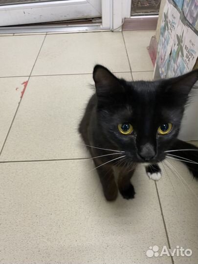 Кошка в добрые руки