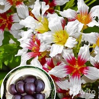 Саженцы Ксантоцероса (чекалкин орех )