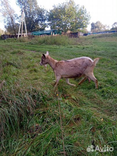 Продаю козу