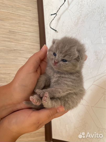 Шотландские котята