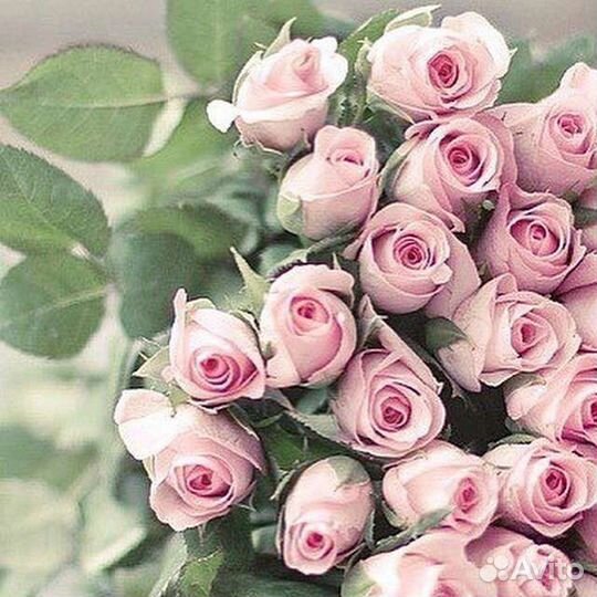 Цветы розы букет