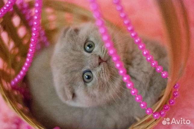 Вислоухие котята