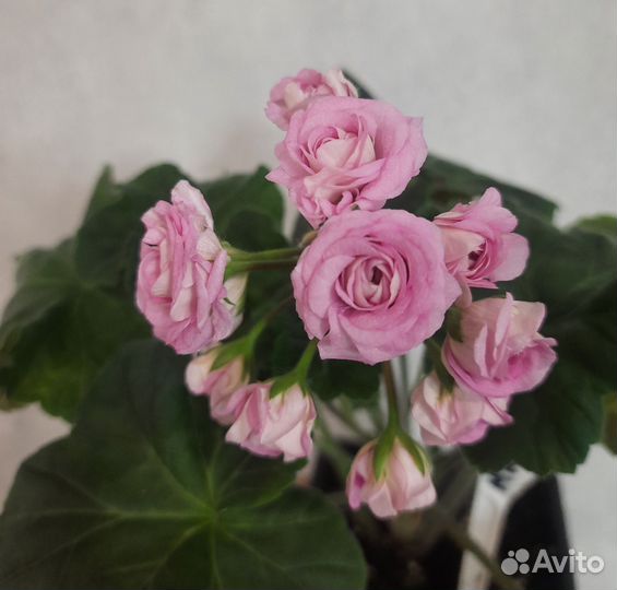 Пеларгония герань