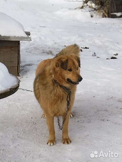 Отдам собаку, мастиф, лайка, разные