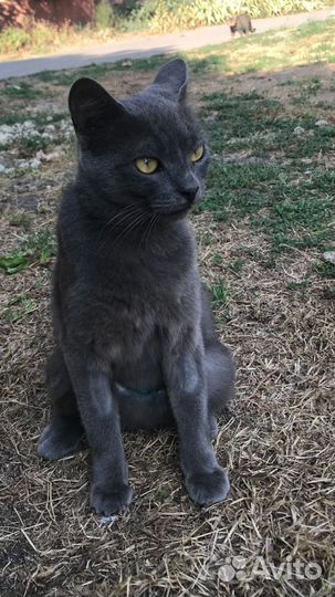 Стерелизованная Маркиза