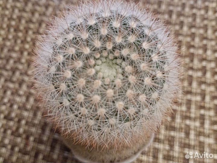 Мамиллярия