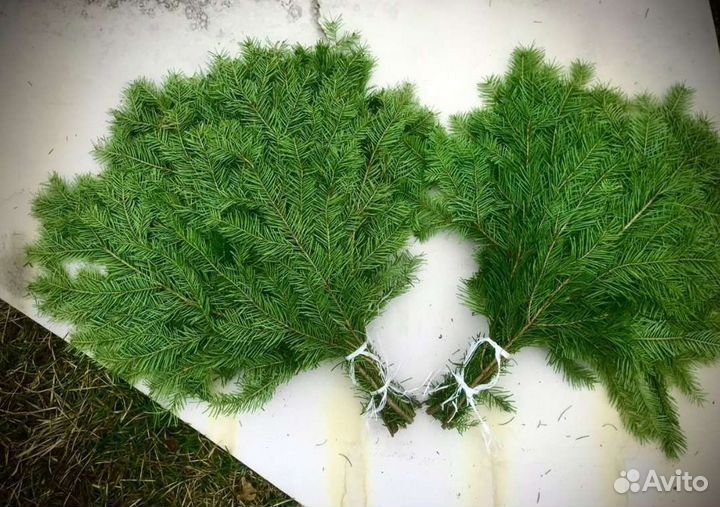 Веники для бани Пихта, пихтовый лапник,Пихта веник