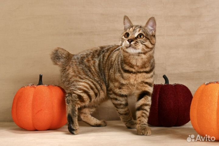 Короткошерстные котята из питомника WCF