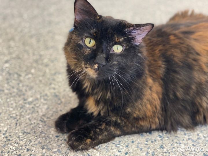 Трехцветные кошки черепашки, черепаховые бесплатно