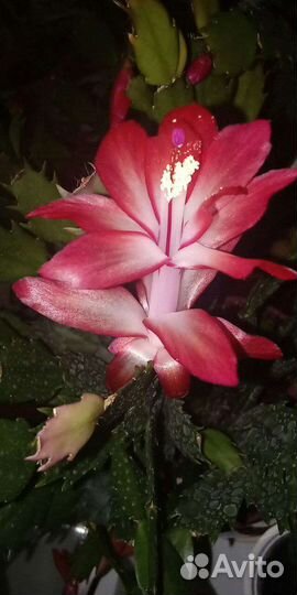 Комнатные растения цветы. Шлюмбергера. Декабрист