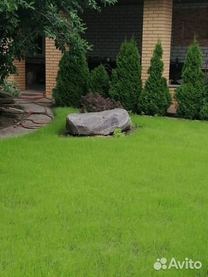 Рулонный газон