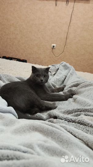 Вязка британских кошек