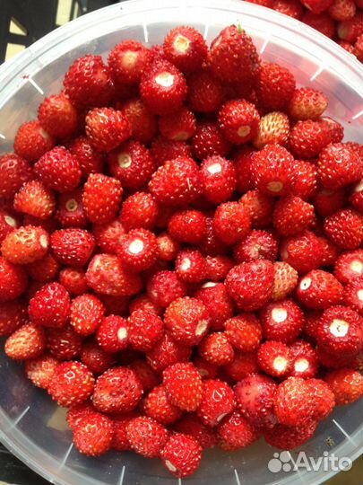 Варенье из лесной земляники