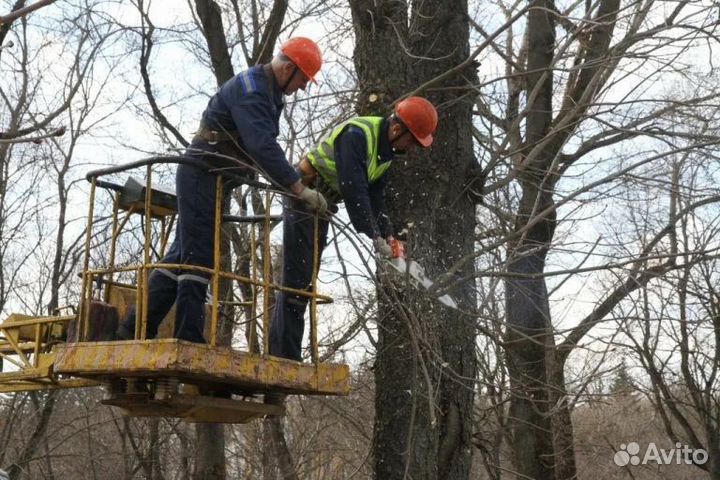 Спил и удаление деревьев