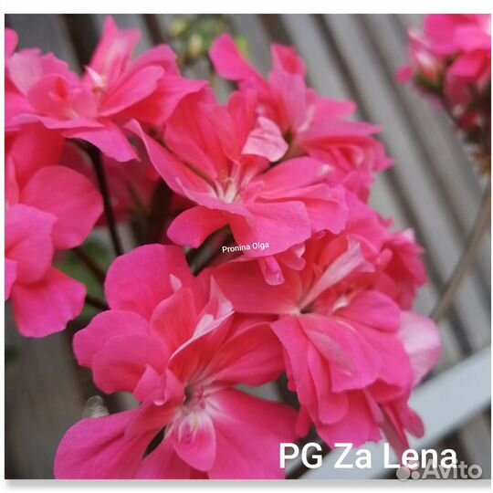 Герань пеларгония