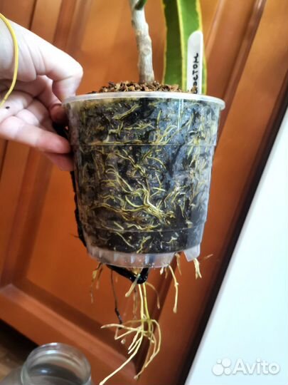 Кротон Бостон